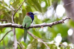Purple-Bearded Bee-Eater photo 2
