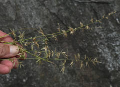 Eragrostis cumingii