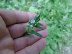 Buglossoides arvensis arvensis