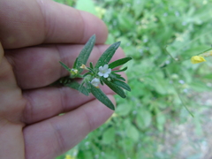 Buglossoides arvensis arvensis