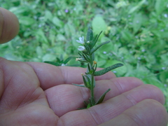 Buglossoides arvensis arvensis