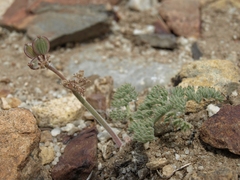Lomatium foeniculaceum inyoense
