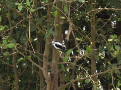 Fluvicola pica