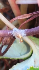 Dinocampus coccinellae