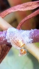 Dinocampus coccinellae