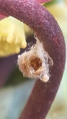 Dinocampus coccinellae