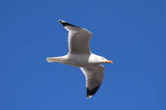 Larus michahellis