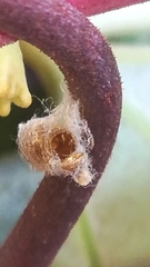 Dinocampus coccinellae