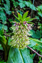 Eucomis humilis