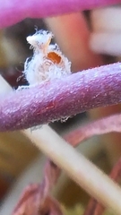 Dinocampus coccinellae