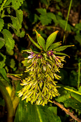 Eucomis humilis