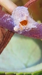 Dinocampus coccinellae