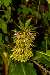 Eucomis humilis