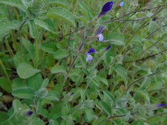 Salvia viridis