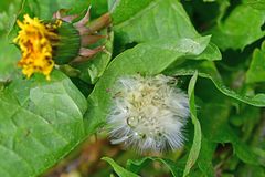 Taraxacum