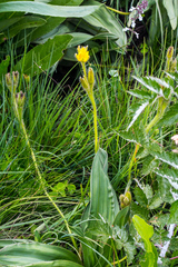 Hypoxis costata