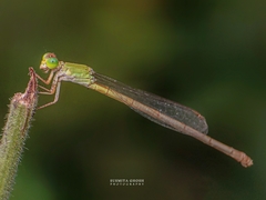Ceriagrion coromandelianum