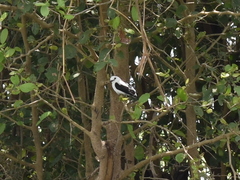 Fluvicola pica