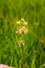 Miraglossum pulchellum