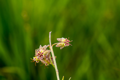Miraglossum pulchellum