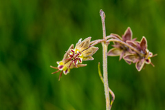 Miraglossum pulchellum