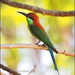 Rufous-crowned Bee-Eater - Photo (c) Rafael Vila, some rights reserved (CC BY-NC-ND)