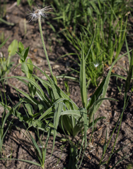 Nothocalais cuspidata