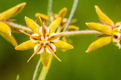 Miraglossum pulchellum