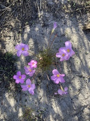 Oxalis polyphylla pentaphylla