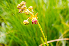 Miraglossum superbum