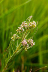Miraglossum verticillare