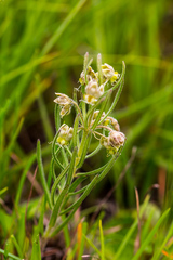 Miraglossum verticillare
