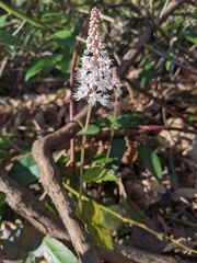 Tiarella austrina