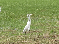 Ardea alba