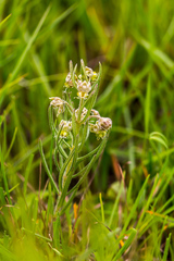 Miraglossum verticillare