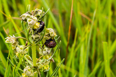 Miraglossum verticillare