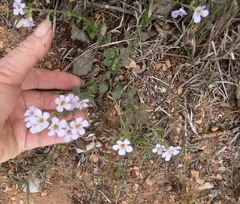 Chaenostoma cordatum