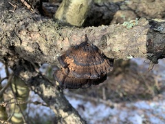 Ischnoderma benzoinum