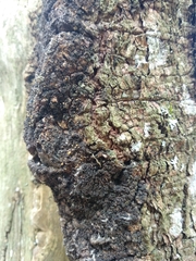 Eustilbum aureum