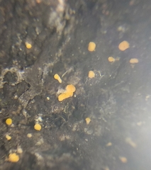 Eustilbum aureum