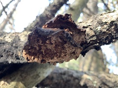 Ischnoderma benzoinum