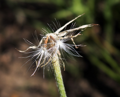 Nothocalais cuspidata