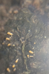 Eustilbum aureum