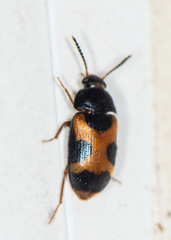 Mycetophagus punctatus