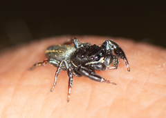 Metacyrba taeniola