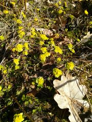 Chrysosplenium alternifolium