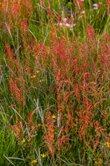Rumex woodii