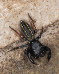 Metacyrba taeniola