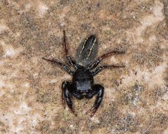 Metacyrba taeniola