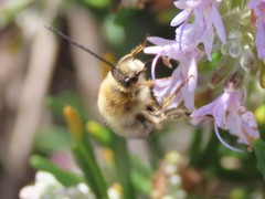 Eucera